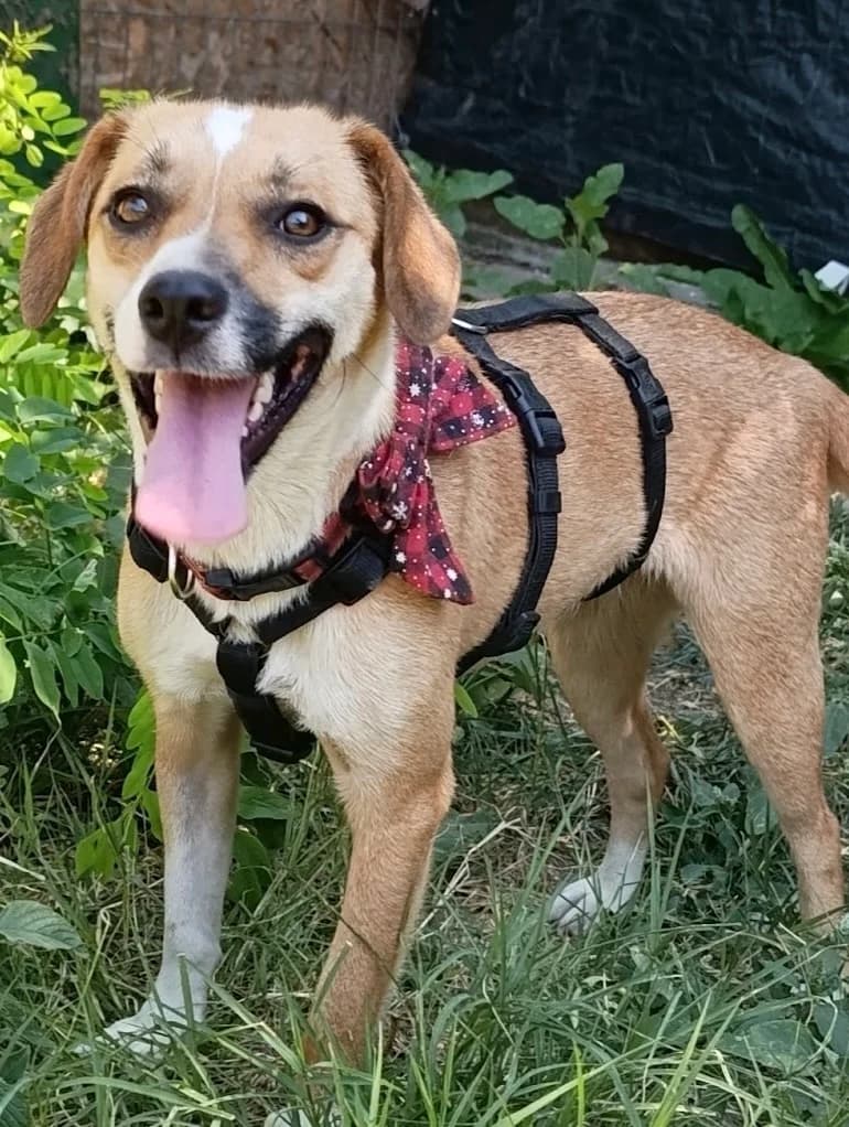 28. Aylin, female puppy Mixed Breed for adoption at Salvate Canes e.V., Alfeld