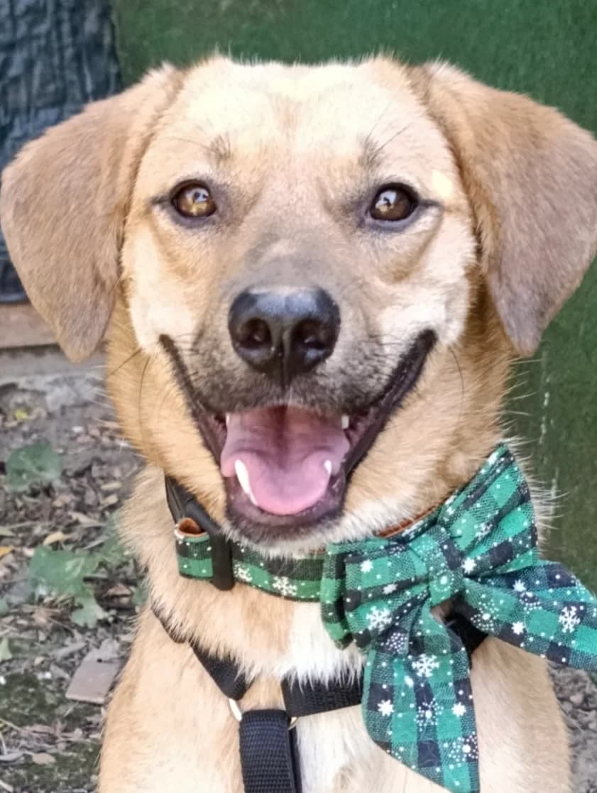 30. Astro, male puppy Mixed Breed for adoption at Salvate Canes e.V., Alfeld