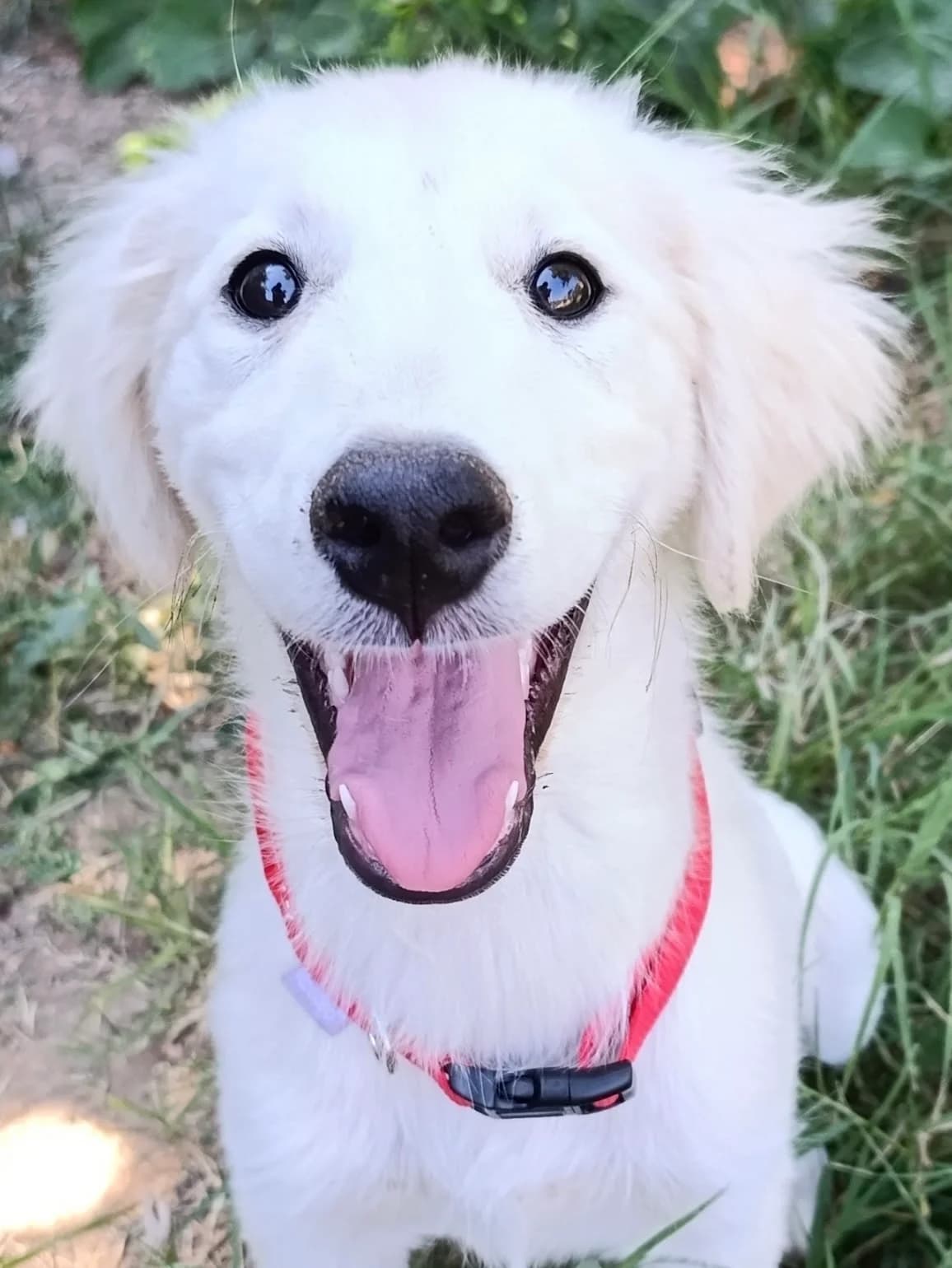 37. Kora, female puppy Mixed Breed for adoption at Salvate Canes e.V., Alfeld