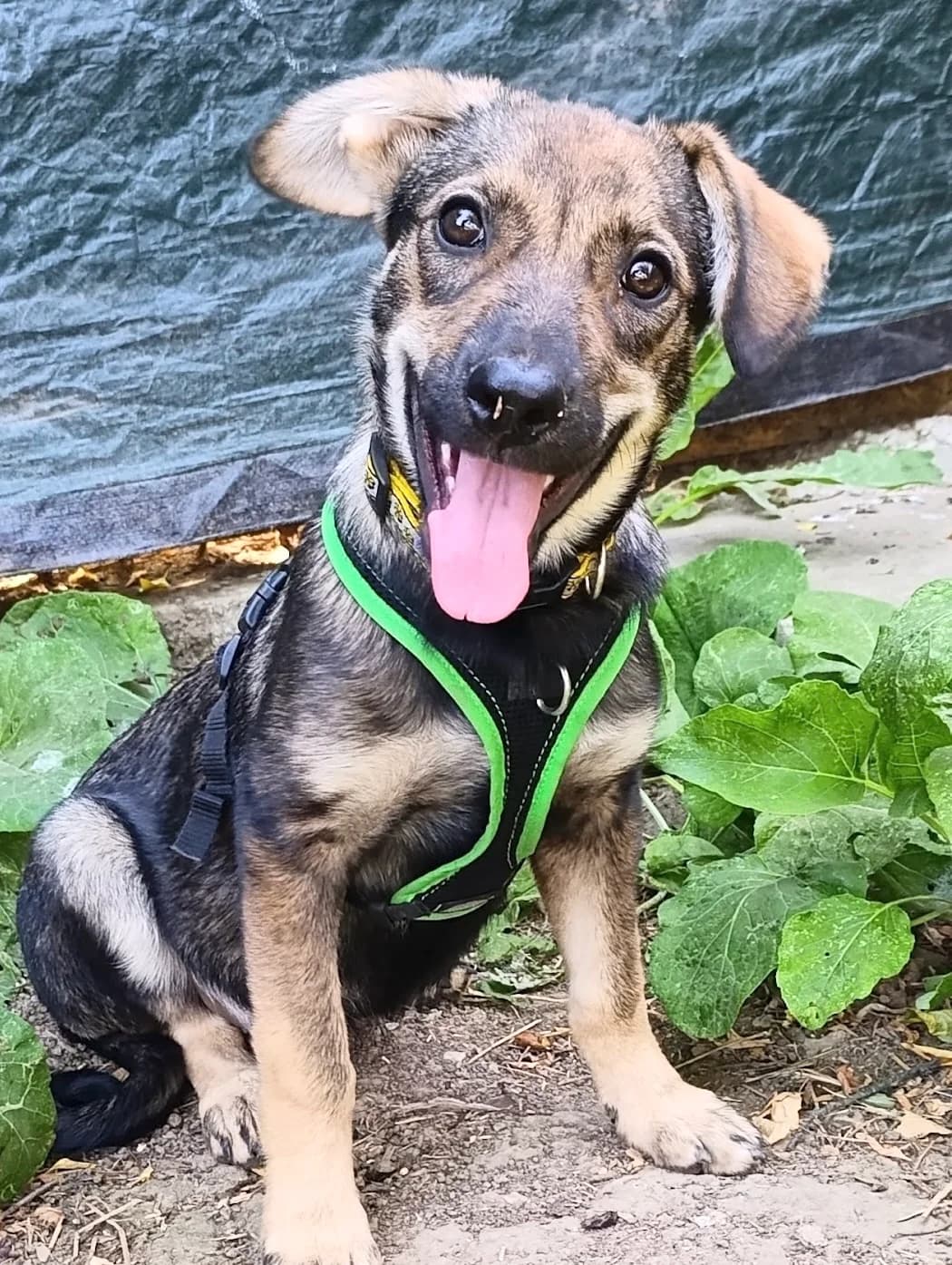 39. Kelpi, male puppy Mixed Breed for adoption at Salvate Canes e.V., Alfeld