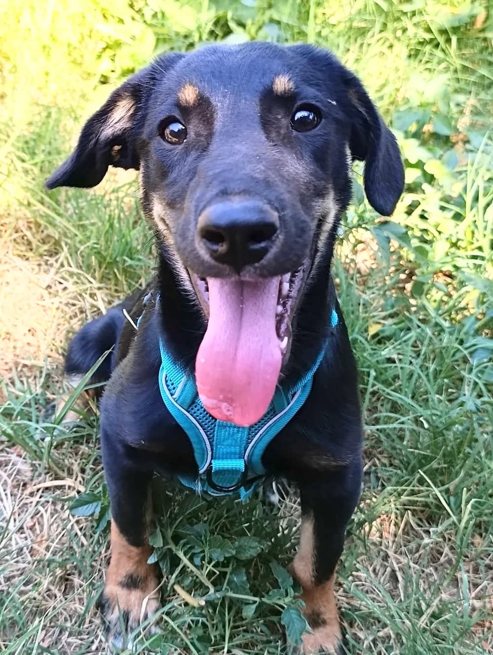 40. Kenai, male puppy Mixed Breed for adoption at Salvate Canes e.V., Alfeld