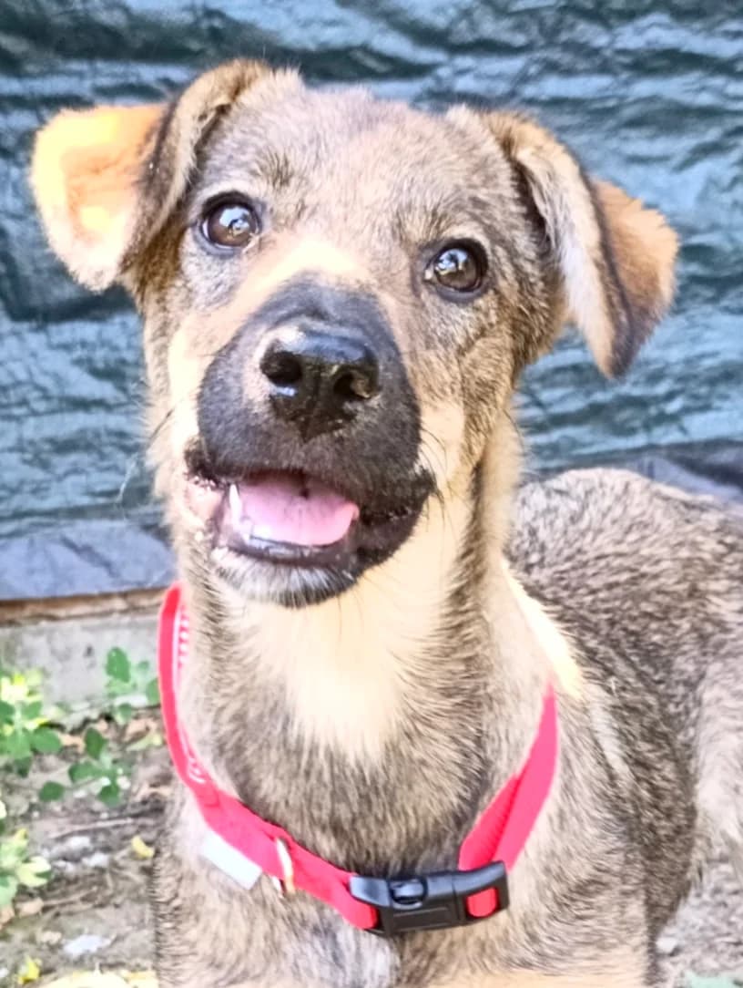 38. Krissia, female puppy Mixed Breed for adoption at Salvate Canes e.V., Alfeld