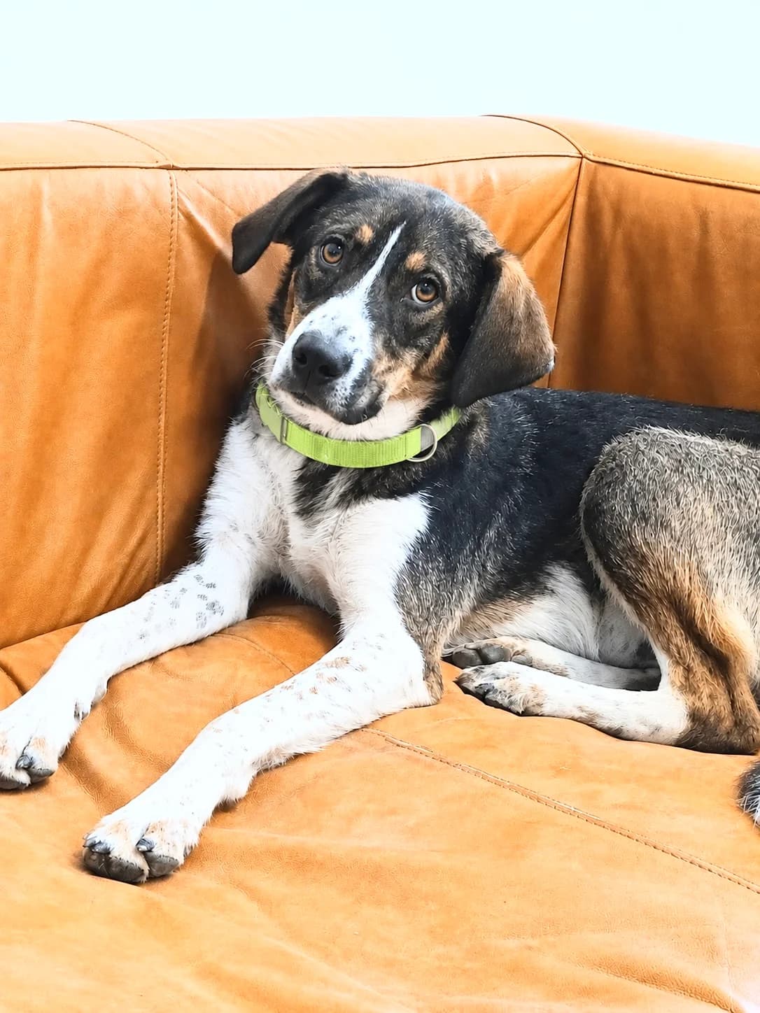 41. Archie 💝 –, male puppy Mixed Breed for adoption at Salvate Canes e.V., Alfeld