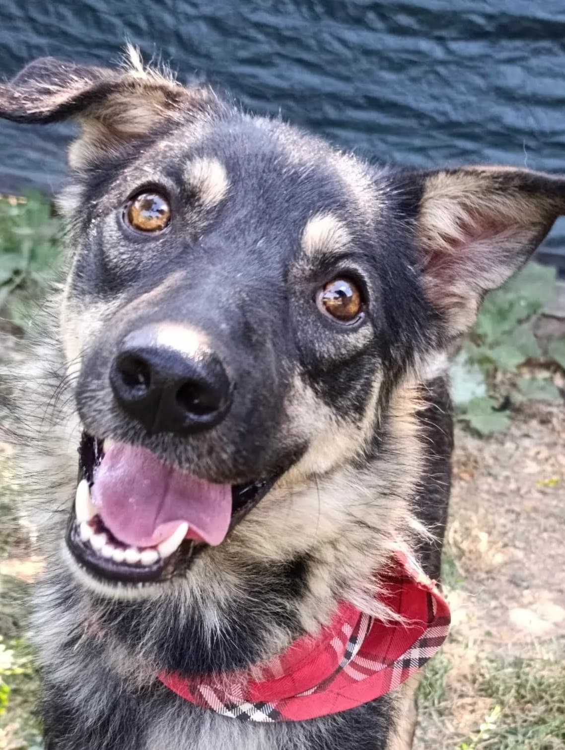 30. Xenia, female puppy Mixed Breed for adoption at Salvate Canes e.V., Alfeld