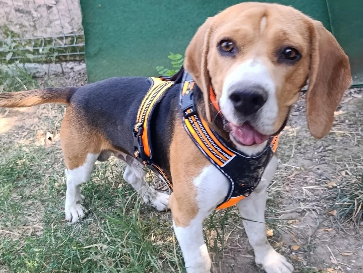31. Biskuit, male puppy Mixed Breed for adoption at Salvate Canes e.V., Alfeld