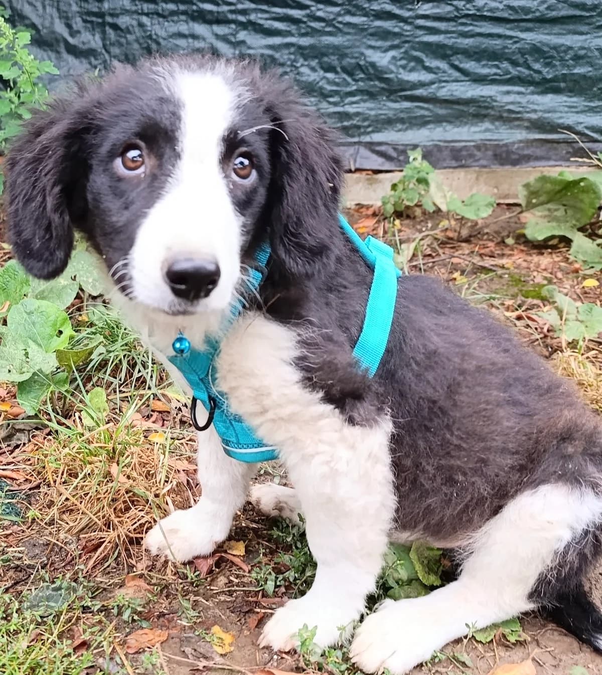24. Baccardi, male puppy Mixed Breed for adoption at Salvate Canes e.V., Alfeld