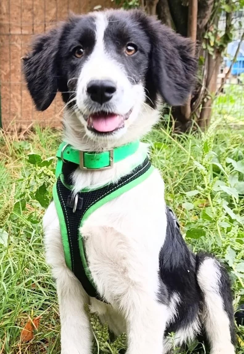 25. Bourbon, male puppy Mixed Breed for adoption at Salvate Canes e.V., Alfeld