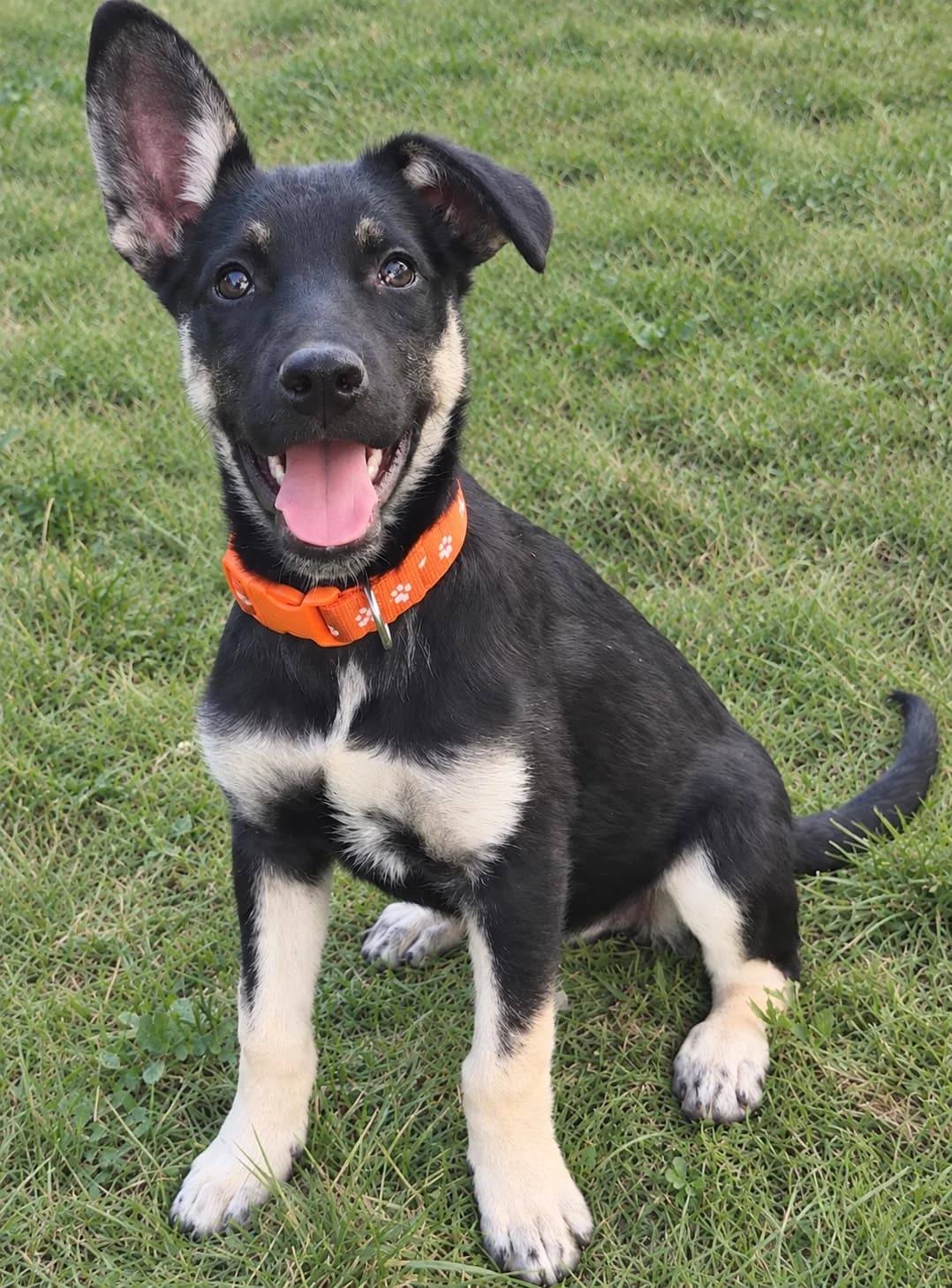 4. Marlene, female puppy Mixed Breed for adoption at Salvate Canes e.V., Alfeld