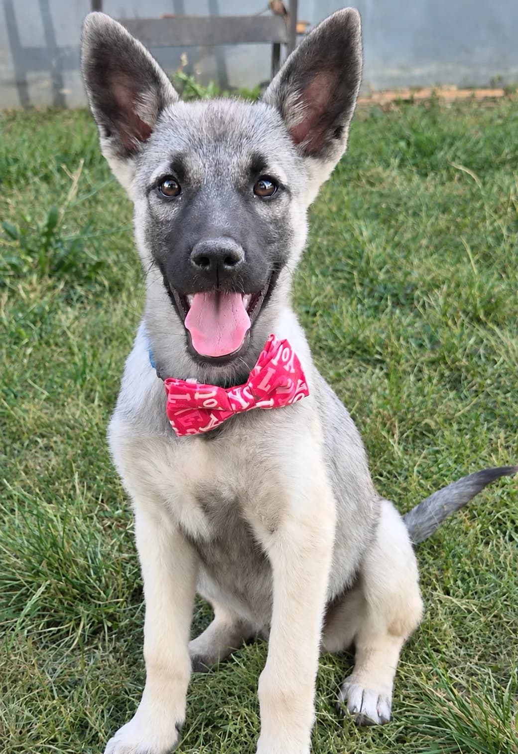 1. Malia 💖, female puppy Mixed Breed for adoption at Salvate Canes e.V., Alfeld