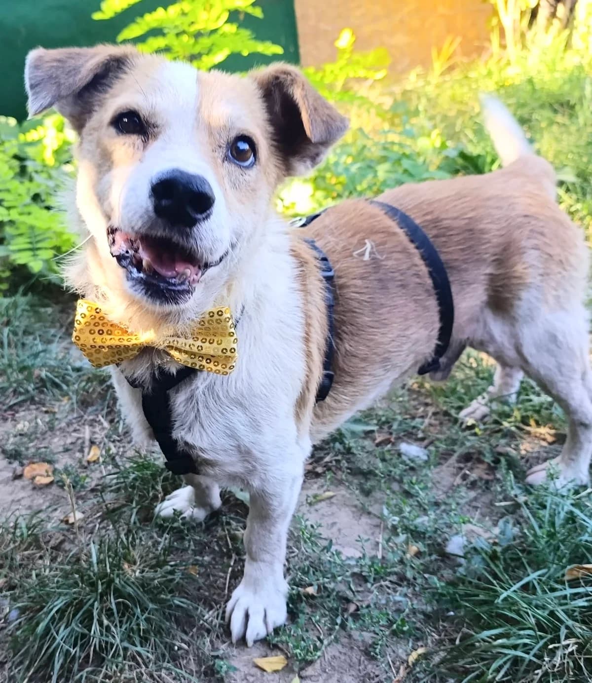35. Willo – der lustige Opa 😍, male senior Mixed Breed for adoption at Salvate Canes e.V., Alfeld