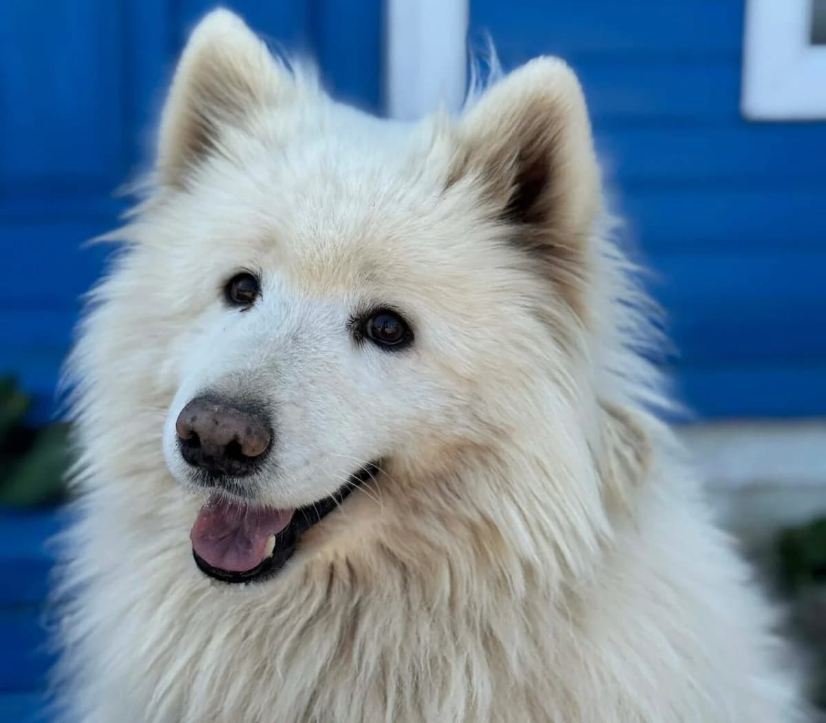 Alan, male Mixed Breed for adoption at Samojede in Not e.V., Kierspe