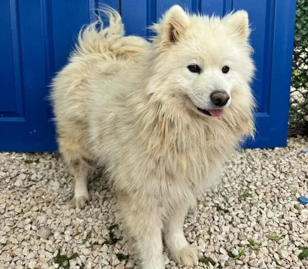Asena, female 4yo Mixed Breed for adoption at Samojede in Not e.V., Kierspe