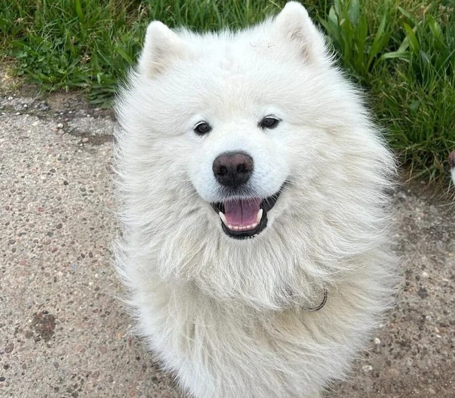 Balu, male senior Mixed Breed for adoption at Samojede in Not e.V., Kierspe