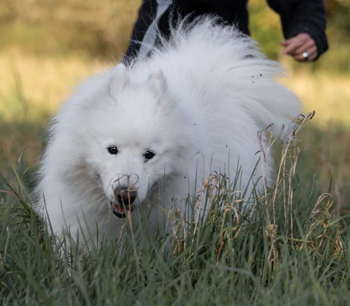 Balou – altes Spiel – neues Glück…, male senior Mixed Breed for adoption at Samojede in Not e.V., Kierspe