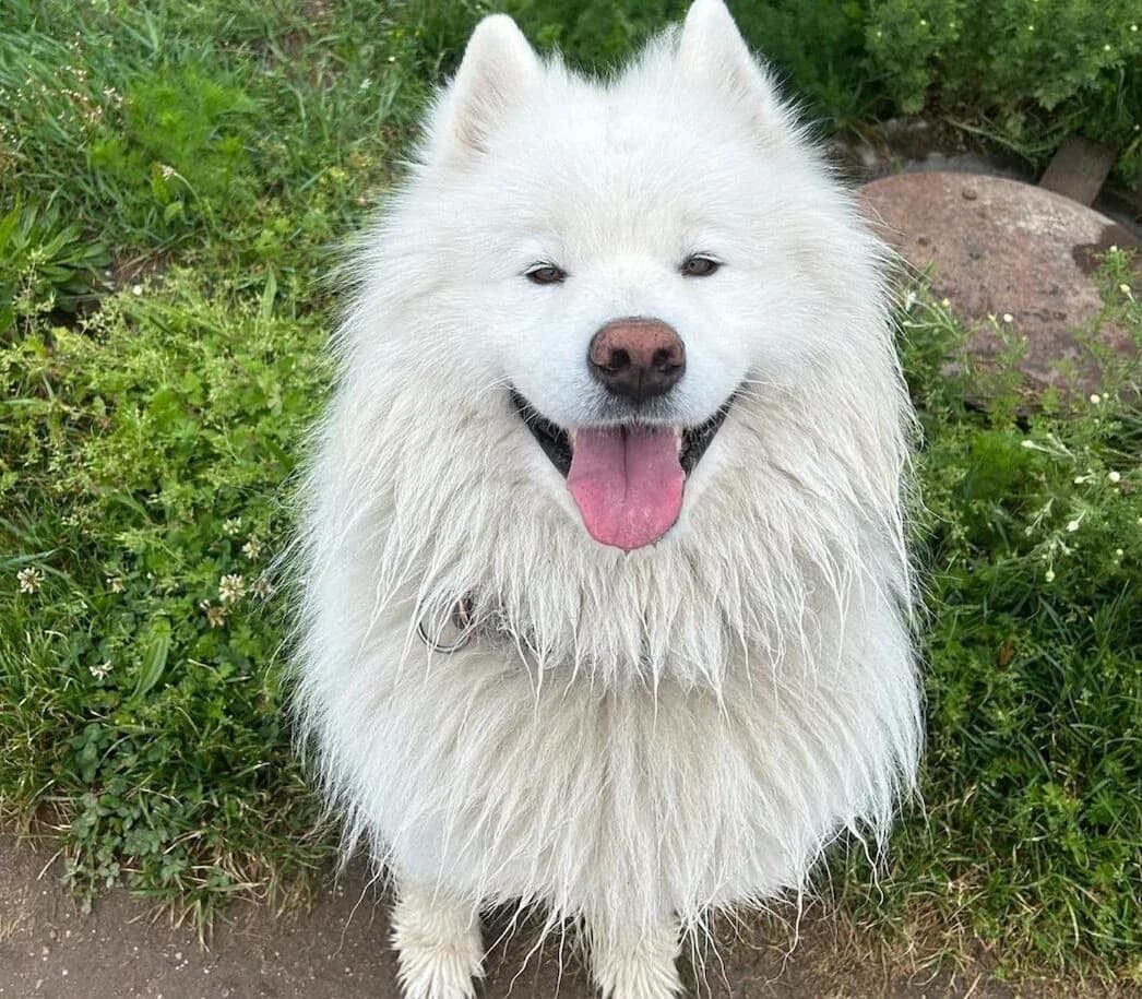 Eliot, male 4yo Mixed Breed for adoption at Samojede in Not e.V., Kierspe
