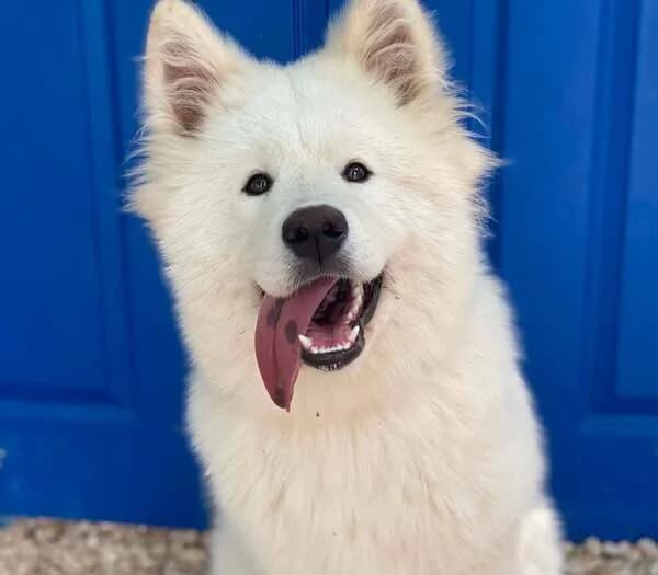 Ghost, male Mixed Breed for adoption at Samojede in Not e.V., Kierspe