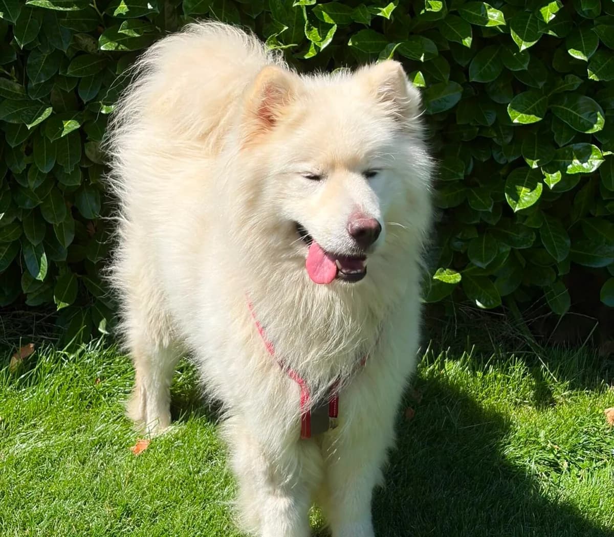 Ludo, Mixed Breed (Samojede in Not e.V.)