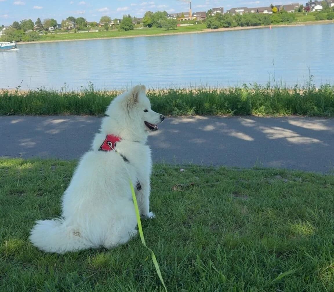 Luka, Mixed Breed (Samojede in Not e.V.)