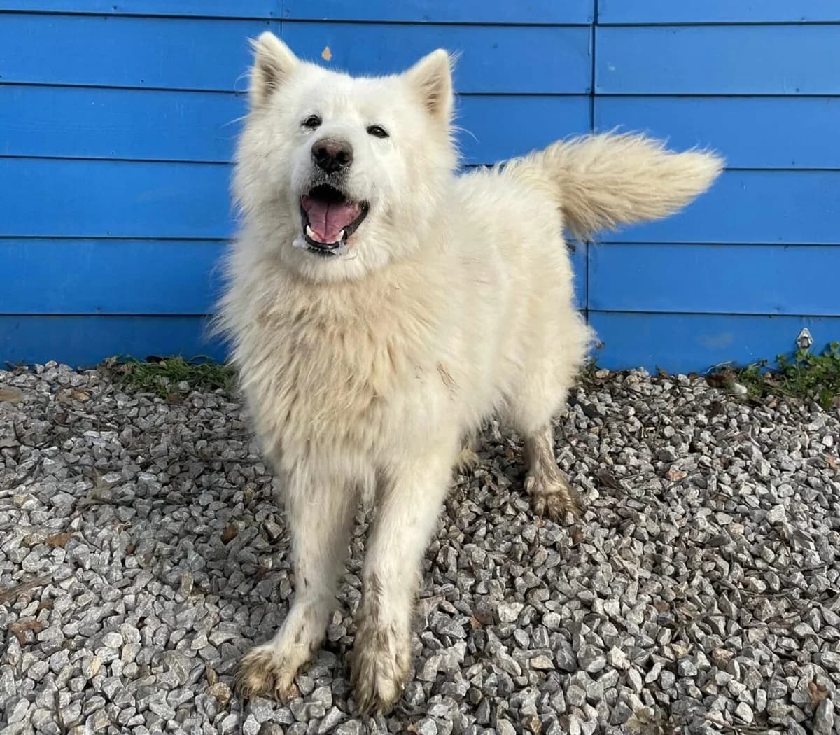 Lusy, female Mixed Breed for adoption at Samojede in Not e.V., Kierspe