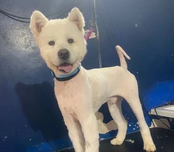 Miko, male young Mixed Breed for adoption at Samojede in Not e.V., Kierspe