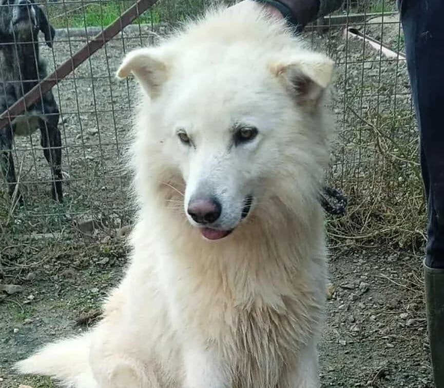 Toby, male 3yo Mixed Breed for adoption at Samojede in Not e.V., Kierspe