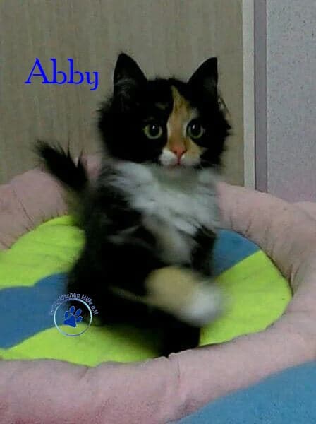 Abby, rot female 7yo European Shorthair for adoption at Samtpfötchen Hilfe e.V.