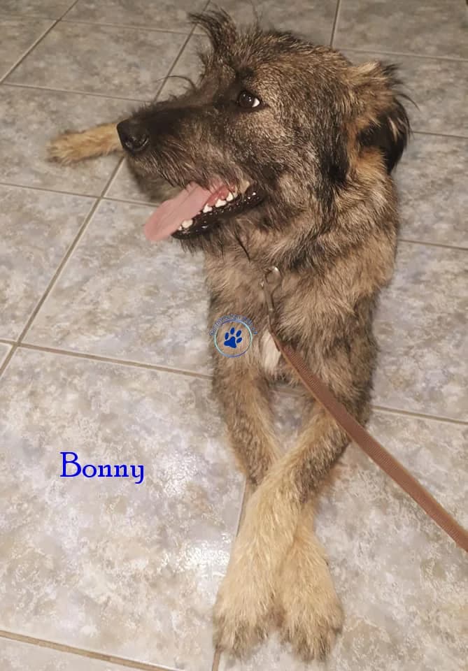 Bonny, female senior Mixed Breed for adoption at Samtpfötchen Hilfe e.V.