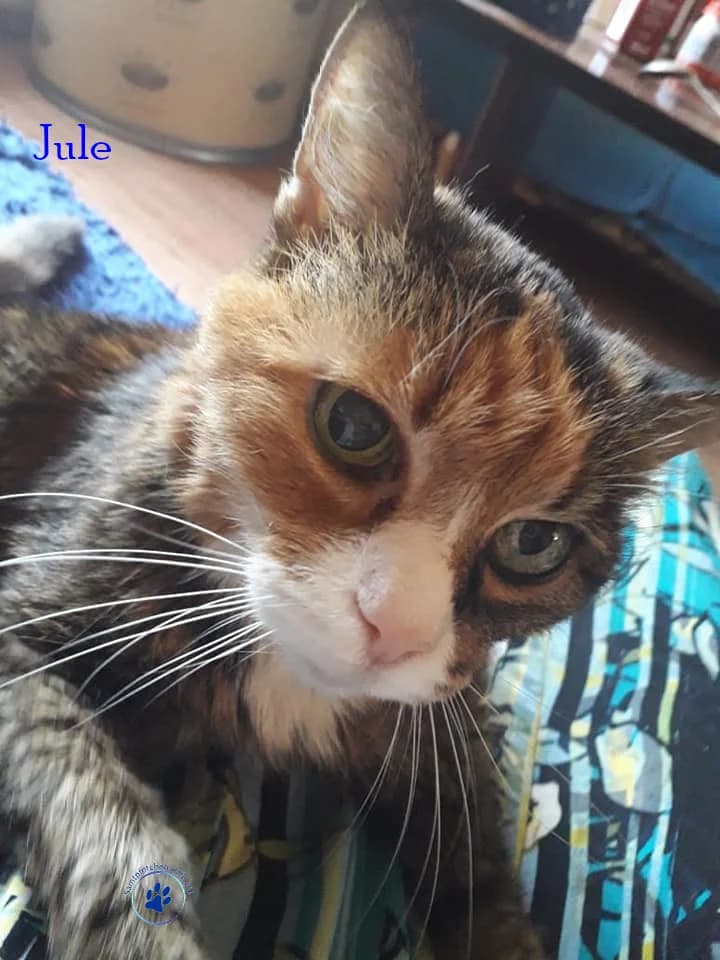 Jule, female senior European Shorthair for adoption at Samtpfötchen Hilfe e.V.
