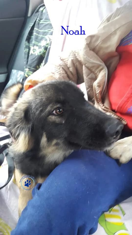 Noah, male 7yo Mixed Breed for adoption at Samtpfötchen Hilfe e.V.