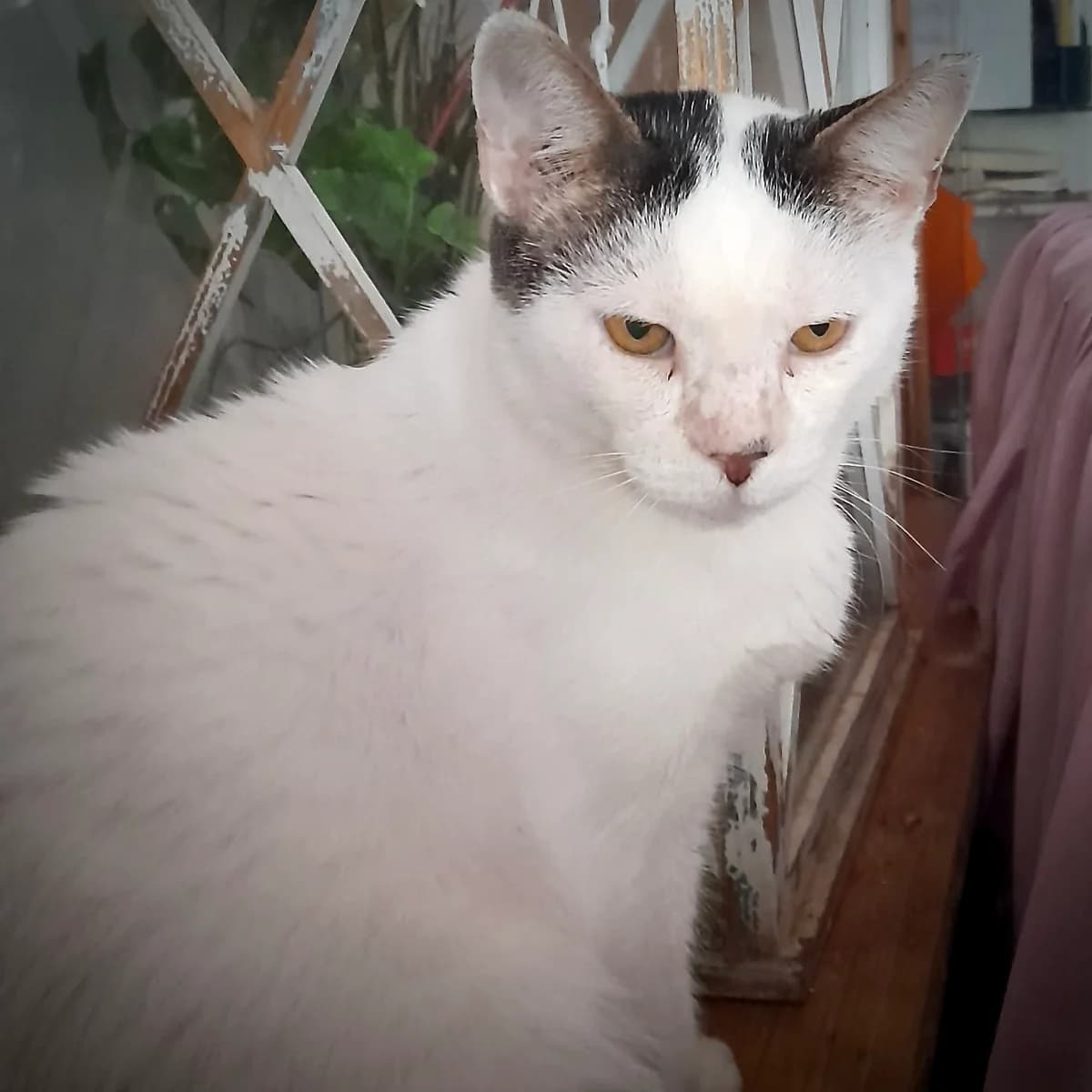 Papi, male Mixed Breed for adoption at Sando e.V., Vechelde