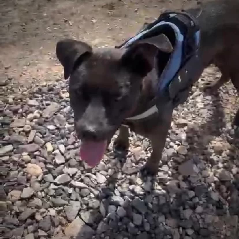 Senna, female Mixed Breed for adoption at Sando e.V., Vechelde