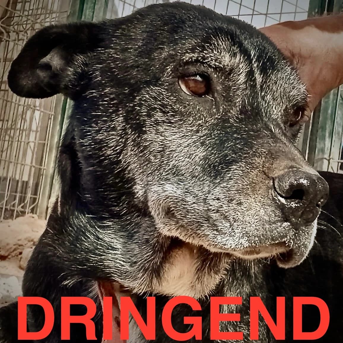 Jimmy, male senior Mixed Breed for adoption at Sando e.V., Vechelde