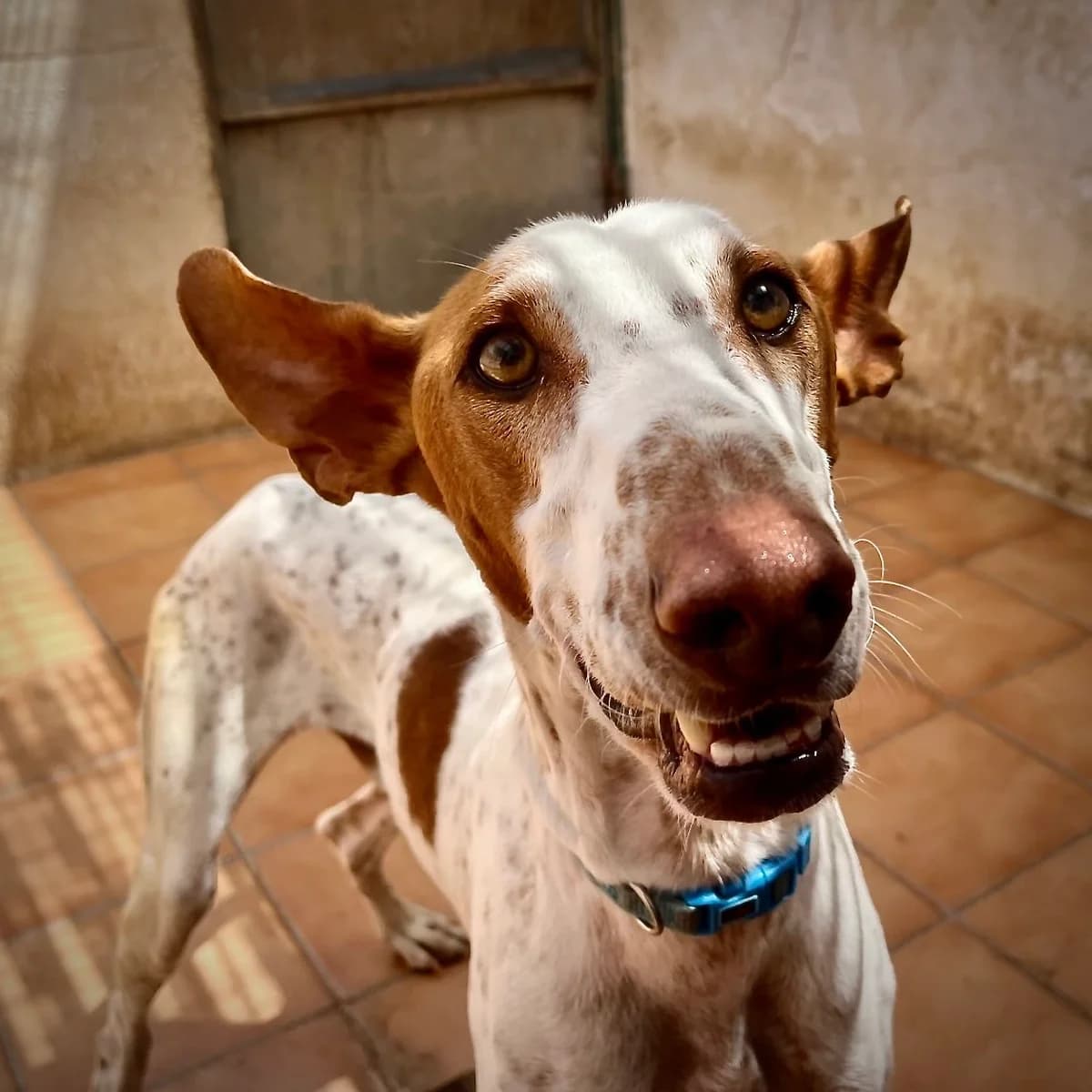 Cartouche, male Mixed Breed for adoption at Sando e.V., Vechelde