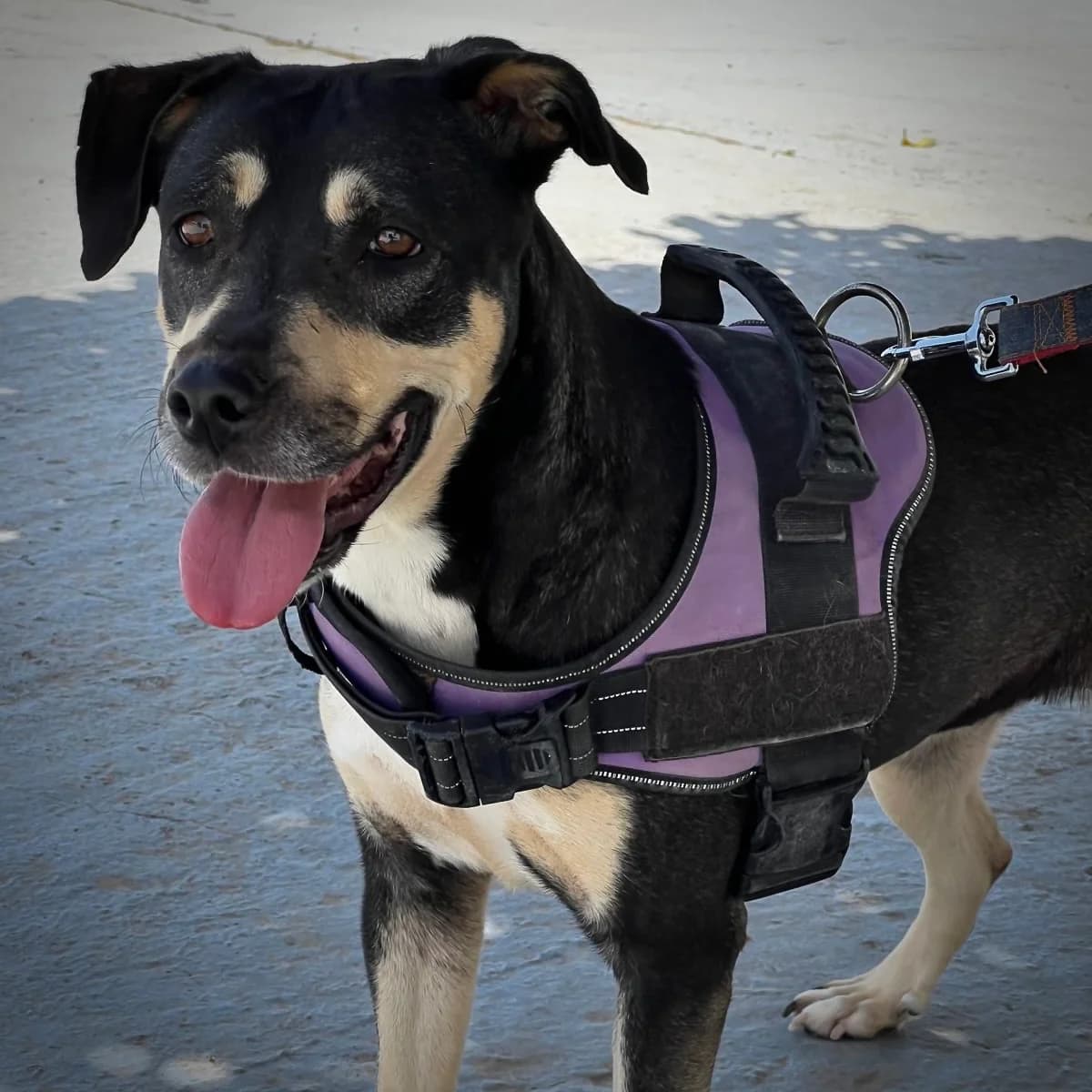 Mia, female Mixed Breed for adoption at Sando e.V., Vechelde