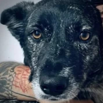 Tirma, female 5yo Mixed Breed for adoption at Sando e.V., Vechelde