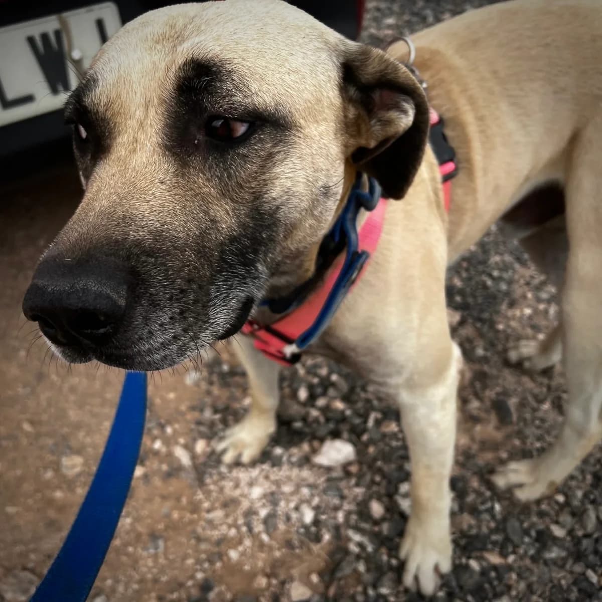 Horus, male 5yo Mixed Breed for adoption at Sando e.V., Vechelde