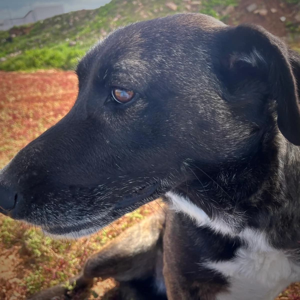 Kalani, female Mixed Breed for adoption at Sando e.V., Vechelde