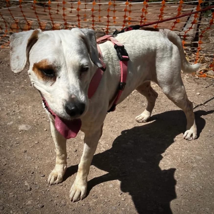 Nieve, female Mixed Breed for adoption at Sando e.V., Vechelde