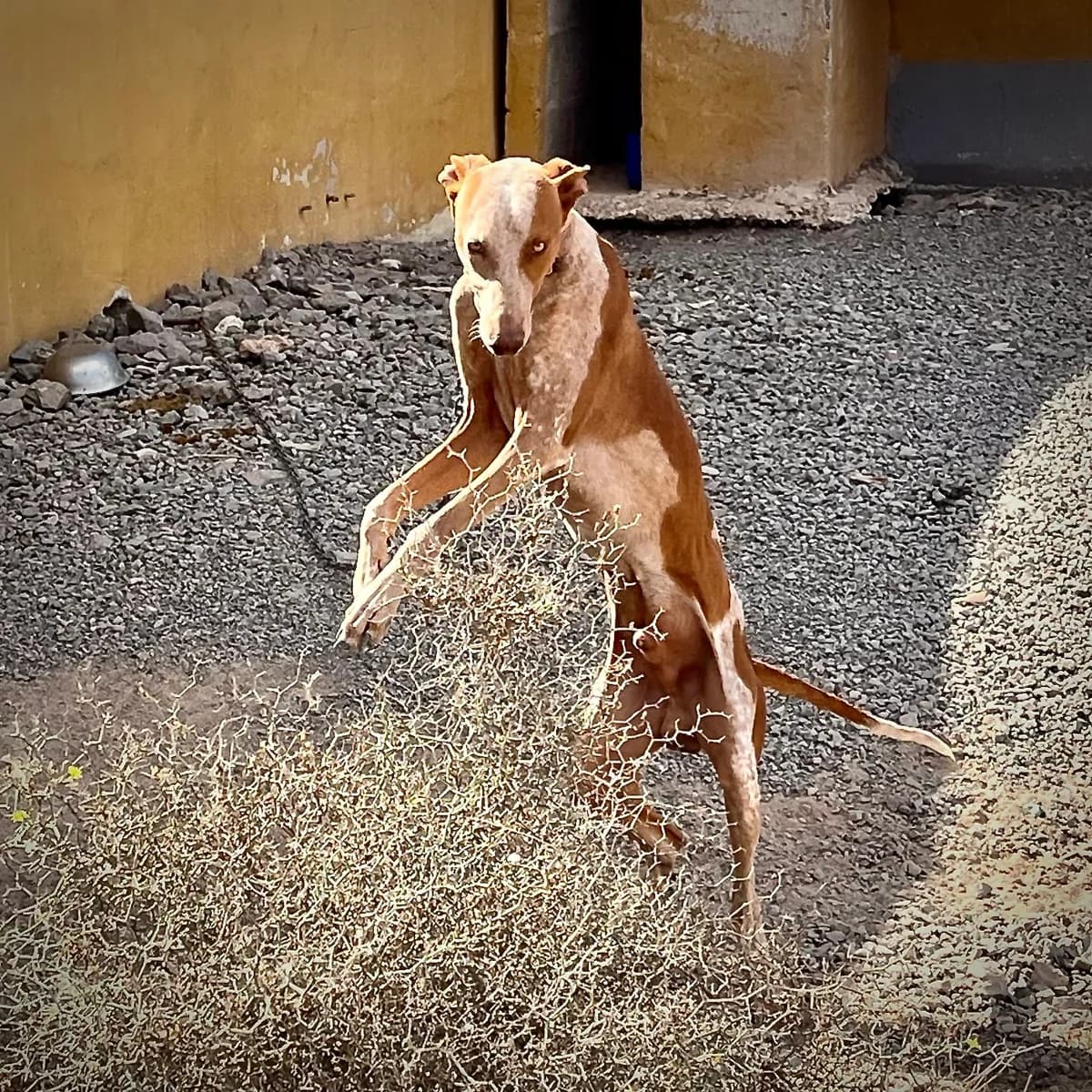 Antonio, male Mixed Breed for adoption at Sando e.V., Vechelde