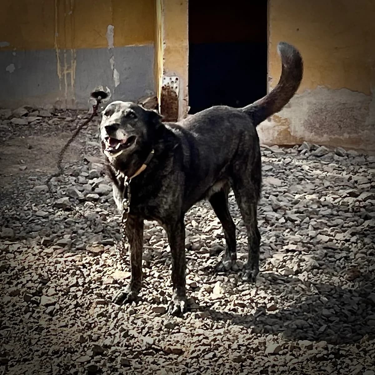 Berry, female Mixed Breed for adoption at Sando e.V., Vechelde