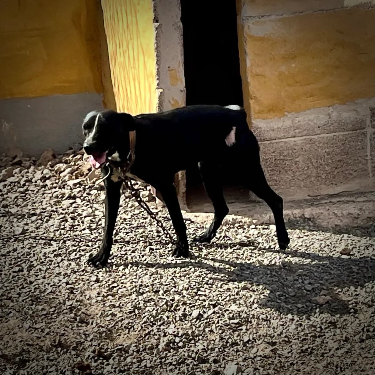 Ceci, male Mixed Breed for adoption at Sando e.V., Vechelde