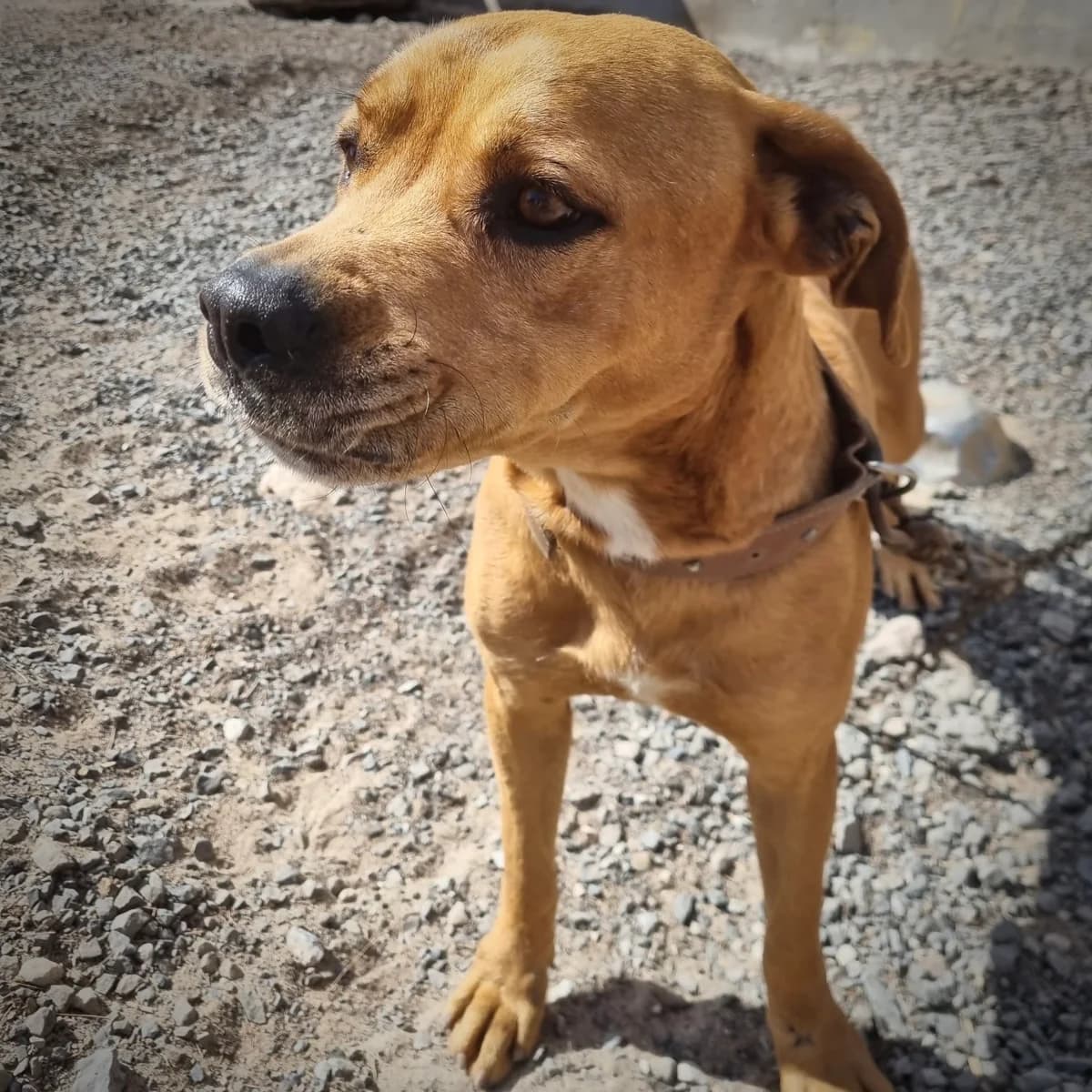 Dante – Vermittlungshilfe, male 6yo Mixed Breed for adoption at Sando e.V., Vechelde