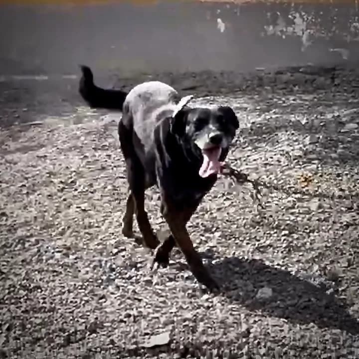 Fynn, male 6yo Mixed Breed for adoption at Sando e.V., Vechelde