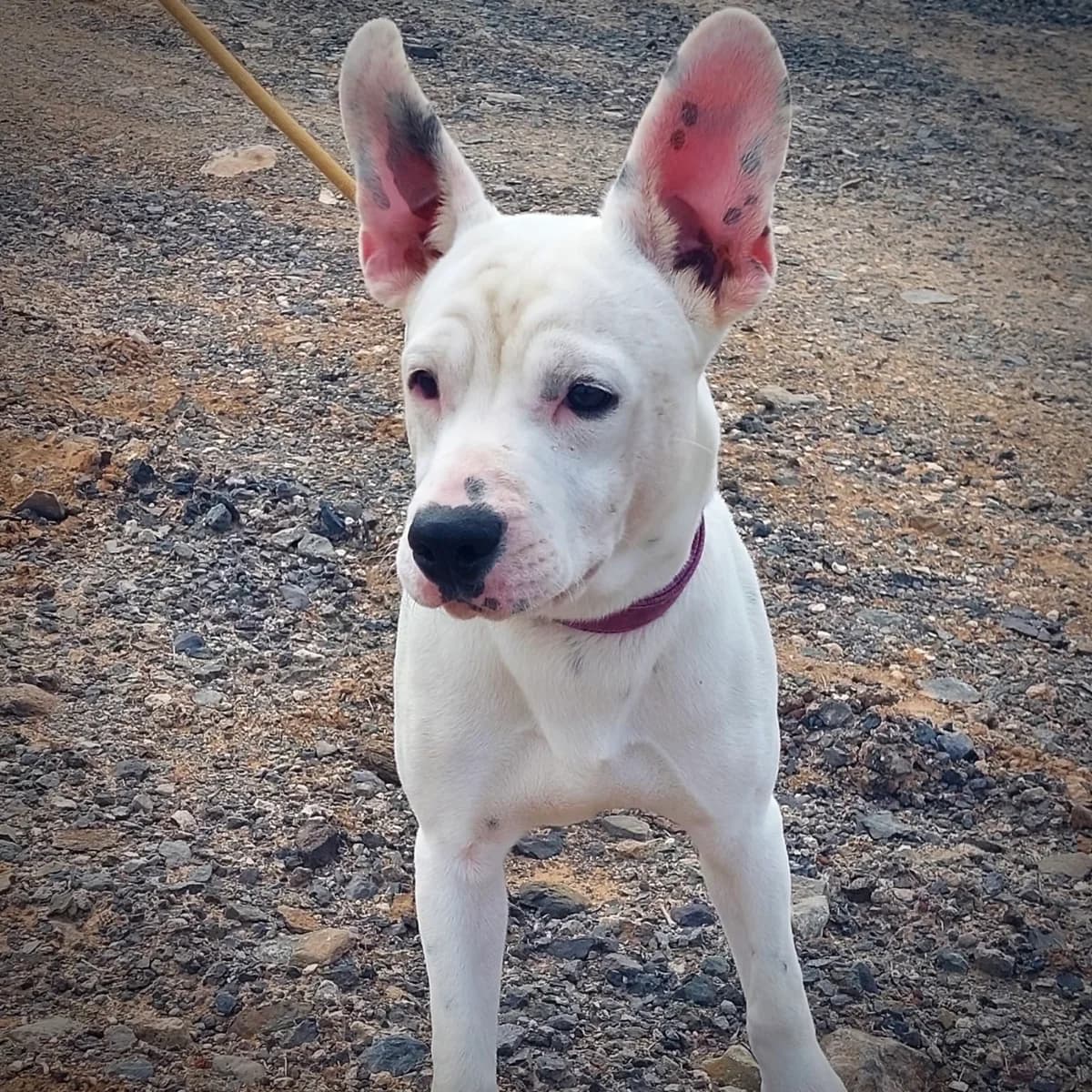 Yuki – Vermittlungshilfe, male puppy Mixed Breed for adoption at Sando e.V., Vechelde