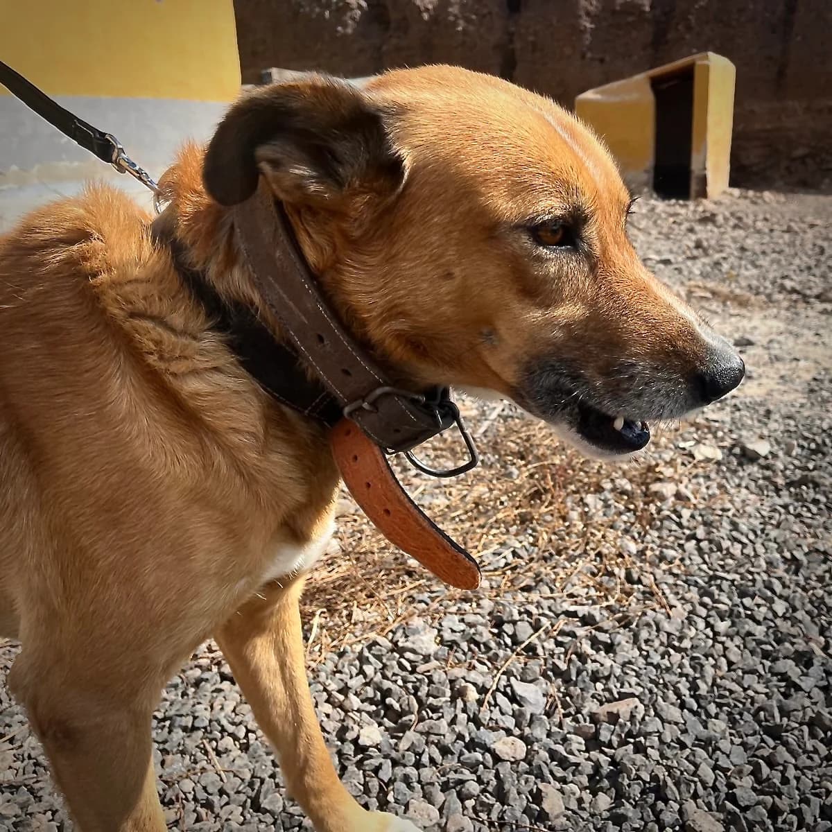 Roy, male 3yo Mixed Breed for adoption at Sando e.V., Vechelde
