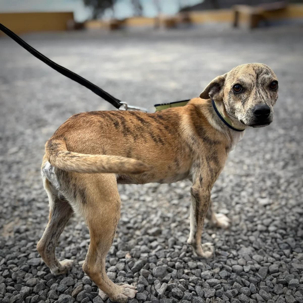 Tiger,  puppy Mixed Breed for adoption at Sando e.V., Vechelde