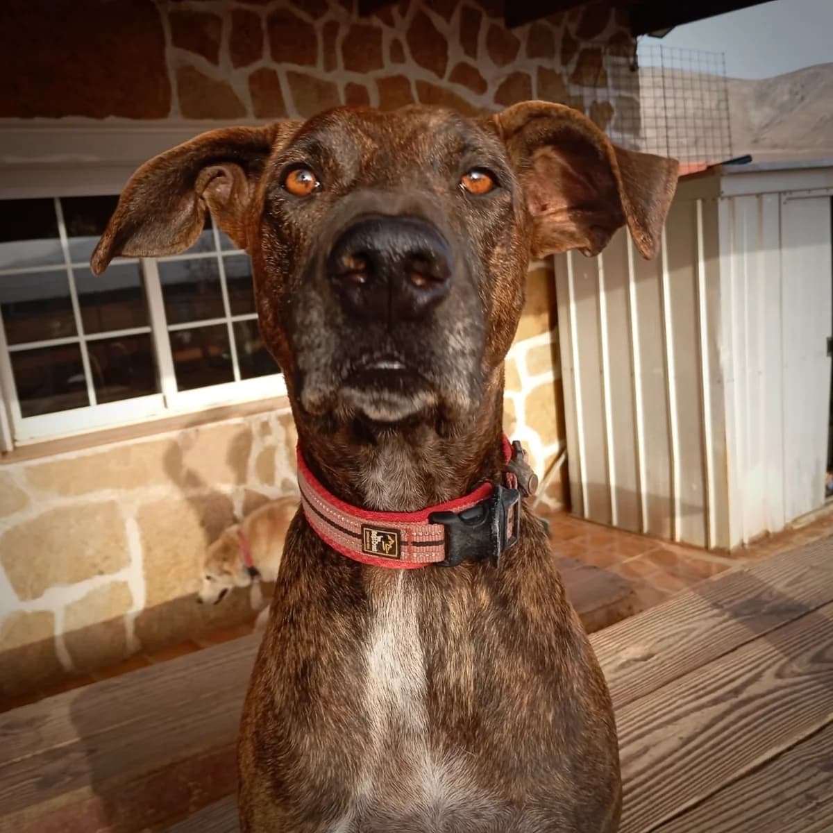 Striscia, female Mixed Breed for adoption at Sando e.V., Vechelde