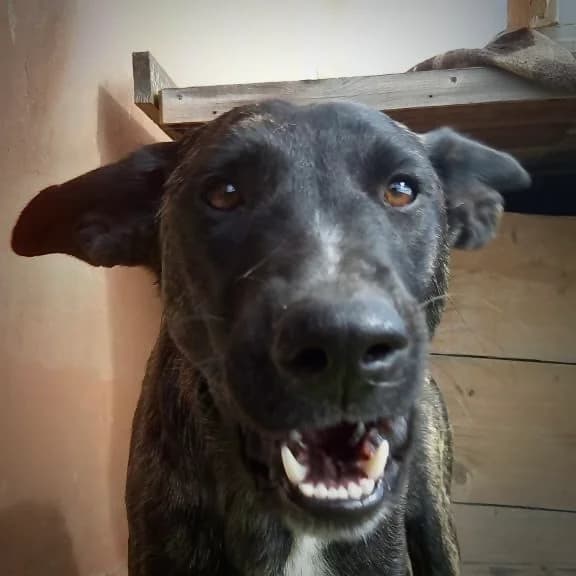 Lieschen, female puppy Mixed Breed for adoption at Sando e.V., Vechelde
