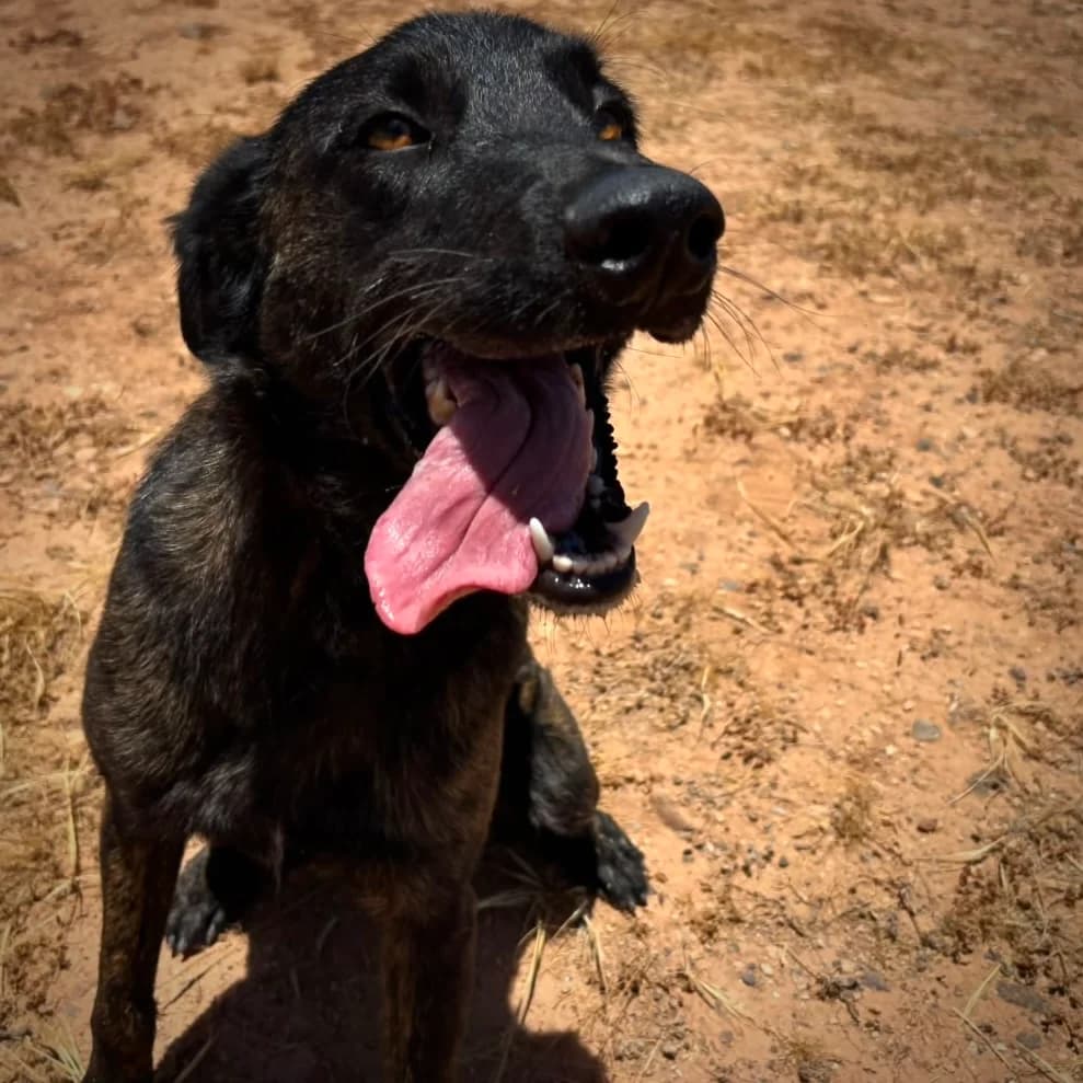 Teddy, male puppy Mixed Breed for adoption at Sando e.V., Vechelde