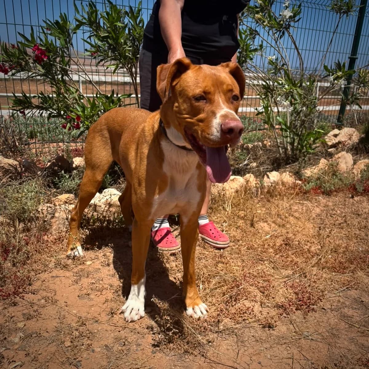 Joker, male Mixed Breed for adoption at Sando e.V., Vechelde